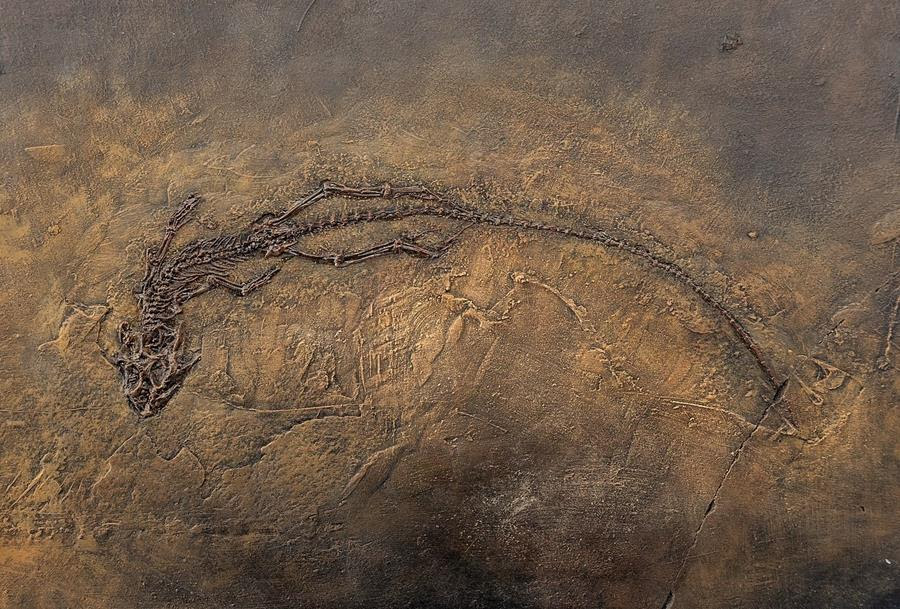 El «efecto Lázaro», o cuando algunos seres vivos resurgen tras millones de años.