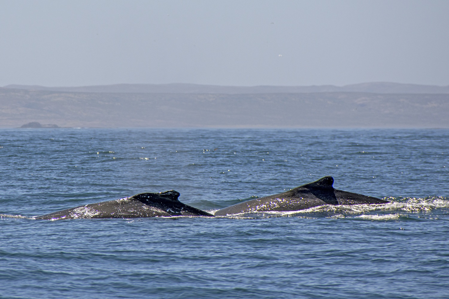 Las ballenas jorobadas trazaron una nueva ruta en el Mar Argentino