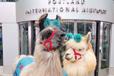 Llamas terapéuticas en aeropuertos: la nueva tendencia para reducir el estrés al viajar