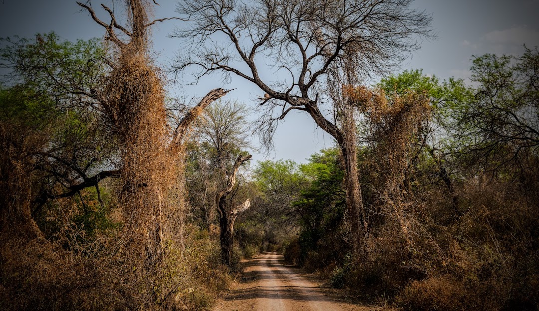 Gran Chaco argentino: cuando el ecoturismo frena la deforestación