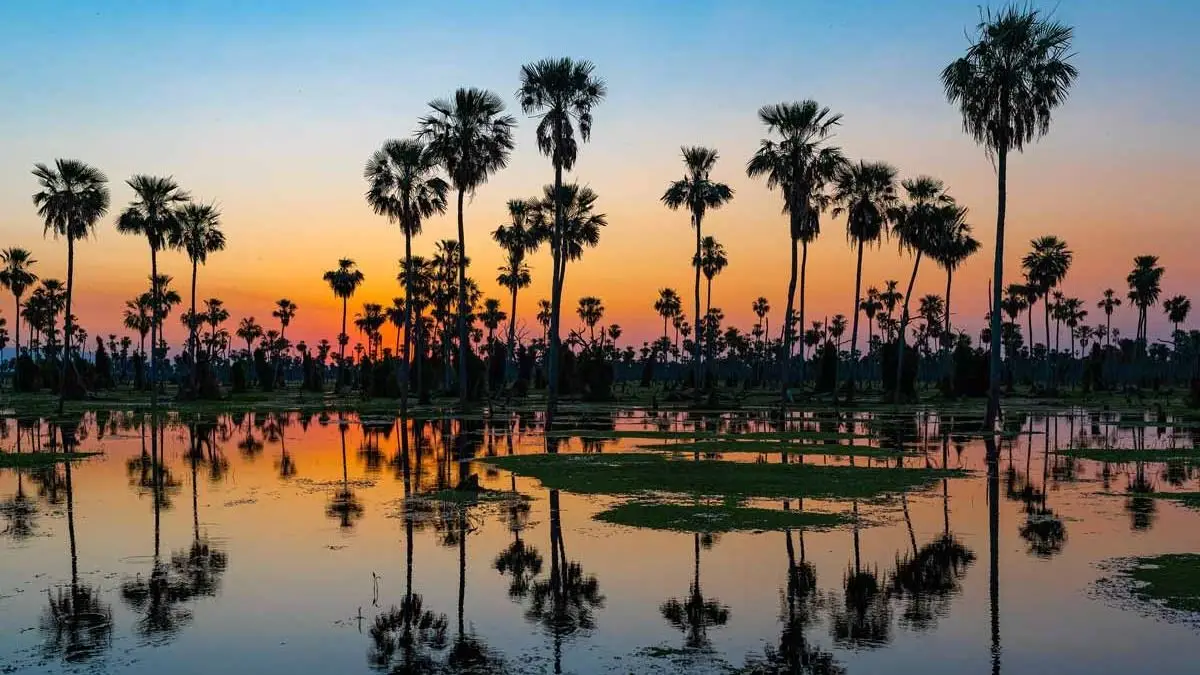 En Formosa un humedal infinito que es un paraíso para la protección de la fauna chaqueña