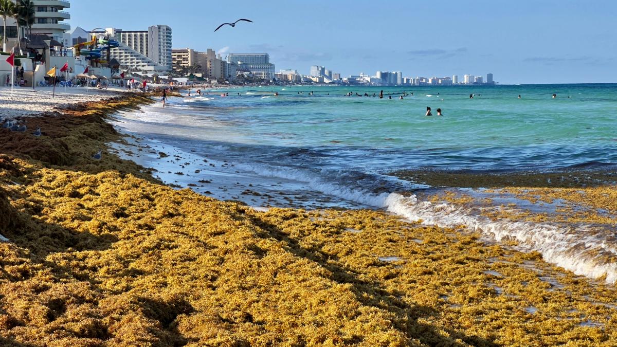 Alerta en el Caribe mexicano por el sargazo: se adelantó la temporada 2026 y crece el riesgo para Cancún, Playa del Carmen y Tulum