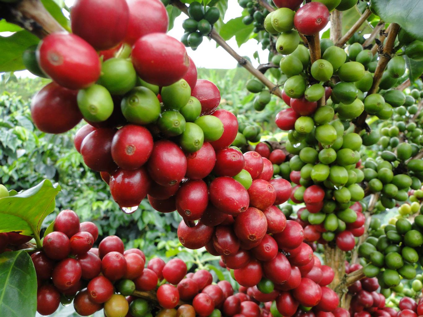 Cuáles son los mayores -y los mejores- productores de café del mundo