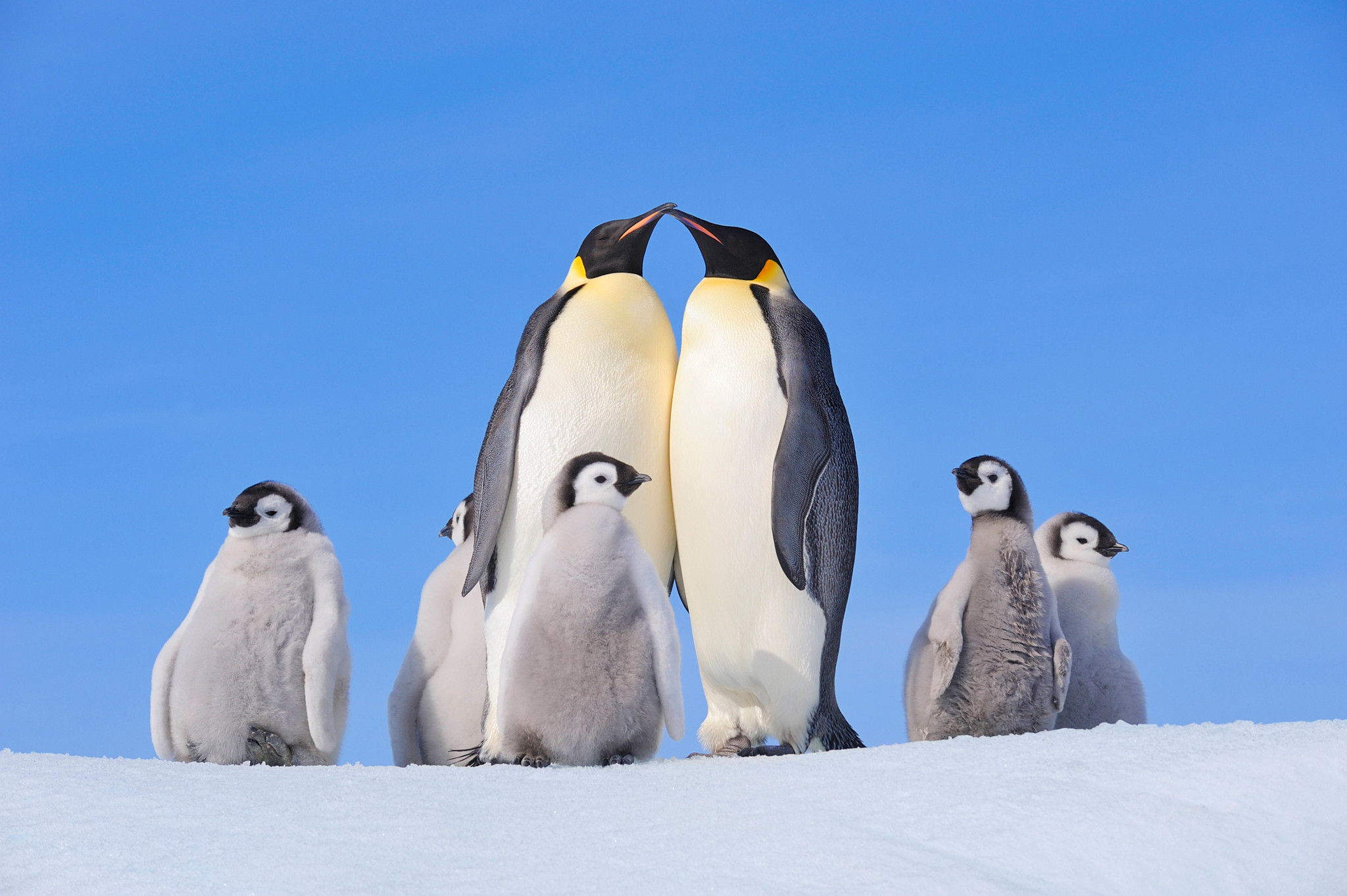 Alerta: el pingüino emperador está oficialmente en peligro de extinción