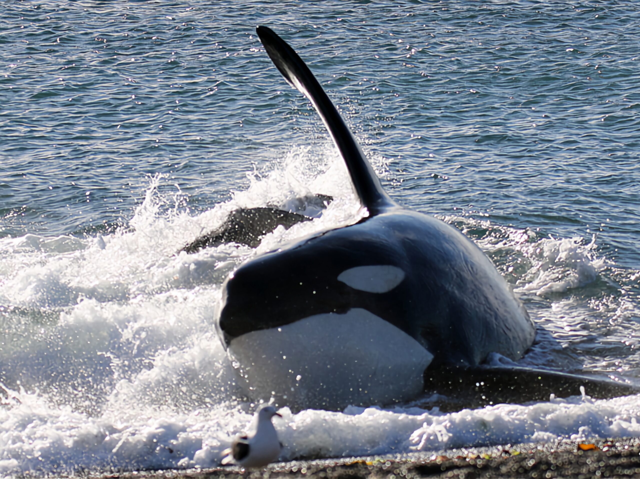 Orcas en Península Valdés: cuándo ver el impactante varamiento intencional y cómo organizar la visita