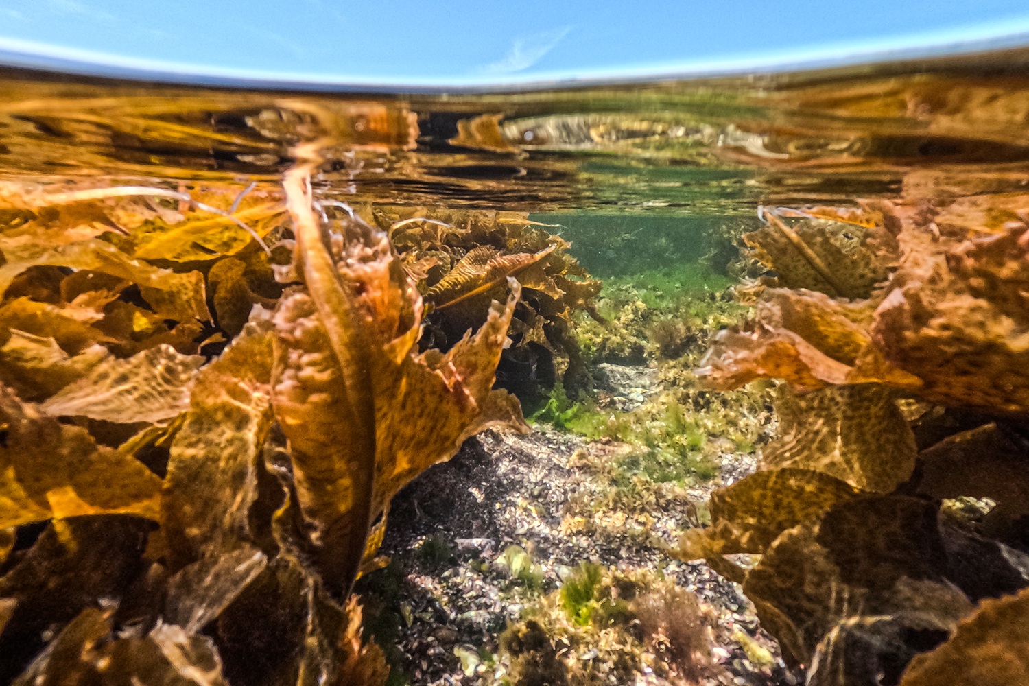 Descubriendo el intermareal en las costas del parque provincial Patagonia Azul