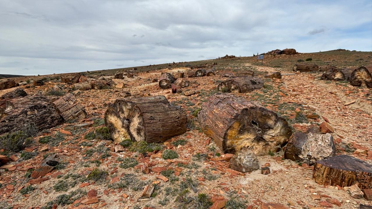 Un viaje a los bosques de los dinosaurios en la Patagonia argentina
