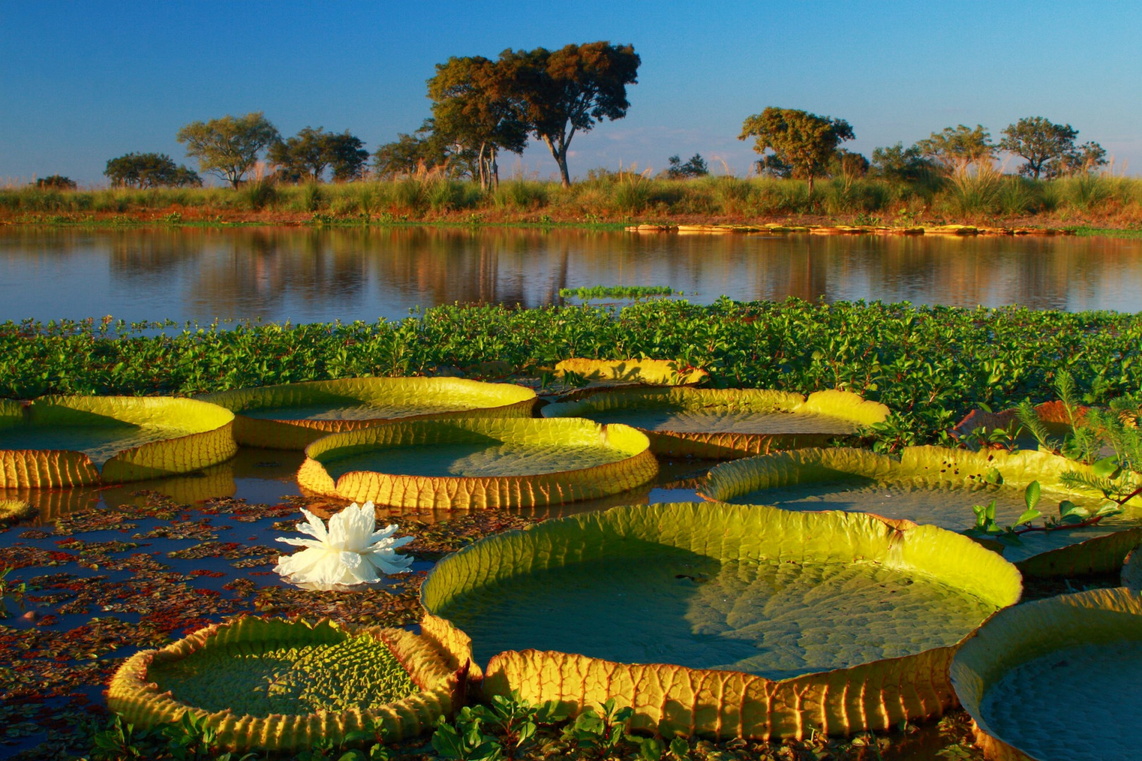 El Pre Delta: un paraíso natural para el ecoturismo y el avistaje de fauna en la provincia de Entre Ríos