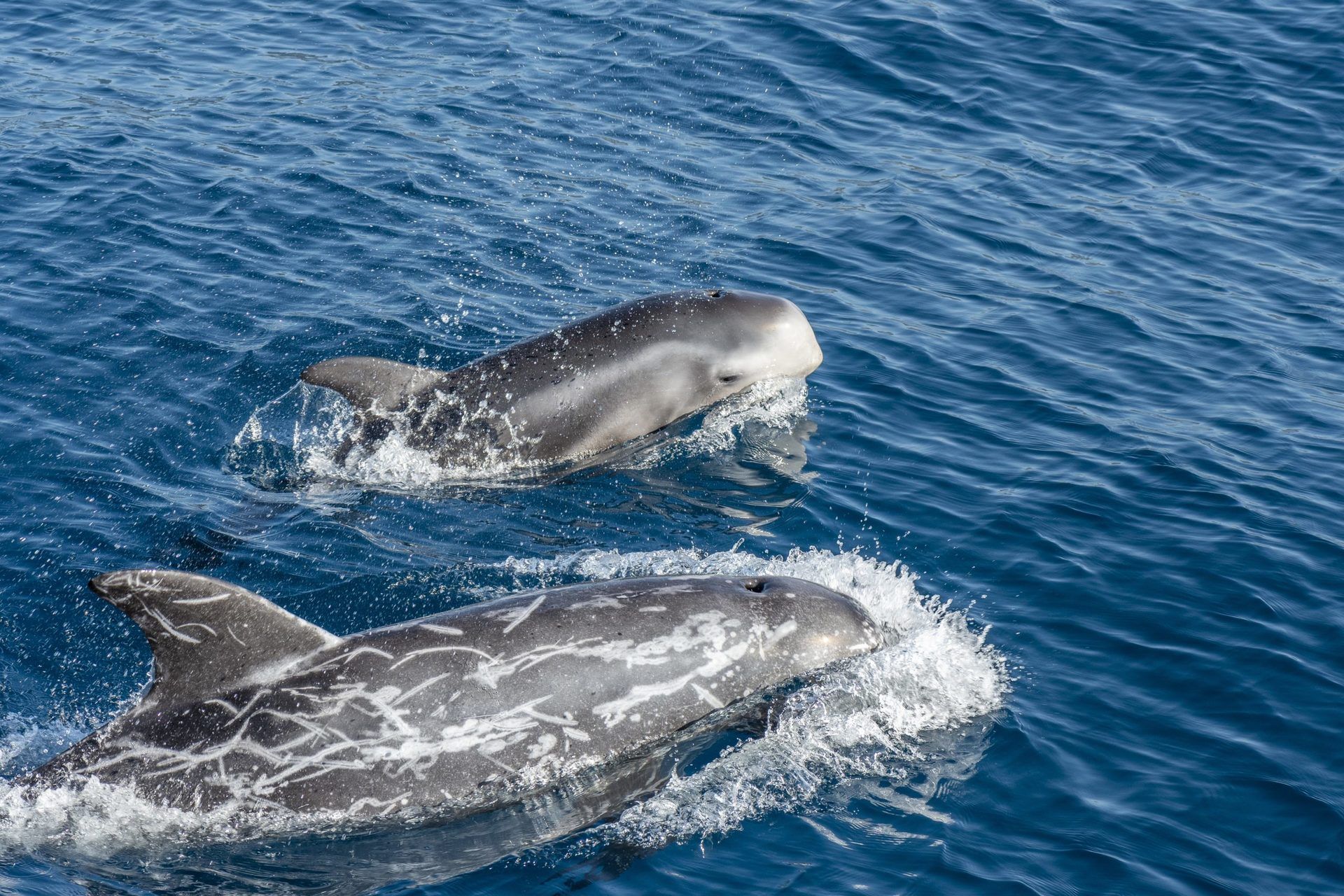 Una especie de delfines “sin” nariz y con “tatuajes” en la piel