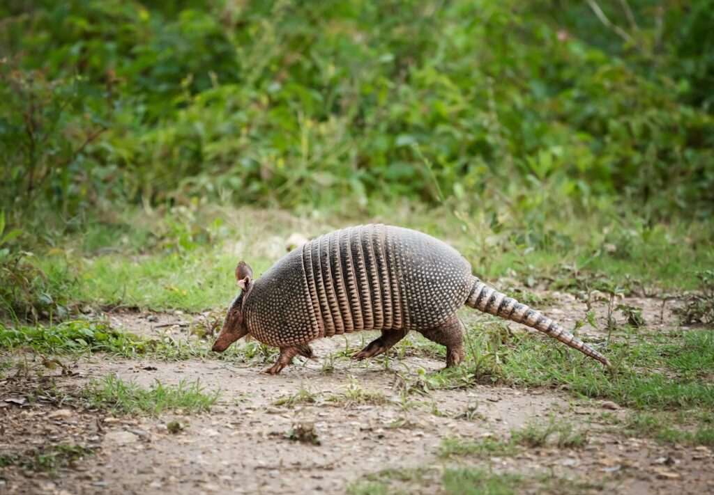 Armadillos en América: especies y características de los descendientes de los antiguos gigantes acorazados