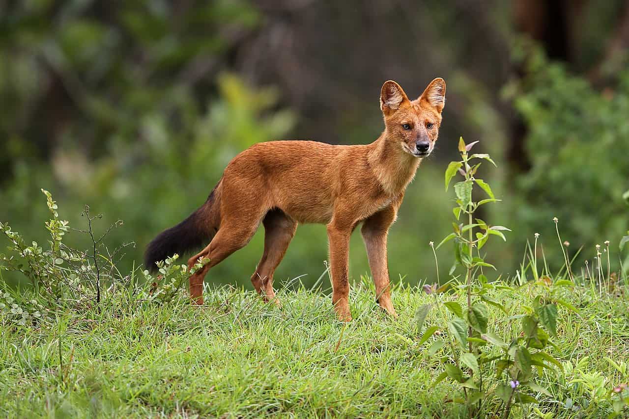 Cómo es el dole (o cuón), el perro rojo salvaje de Asia que aleja a los tigres