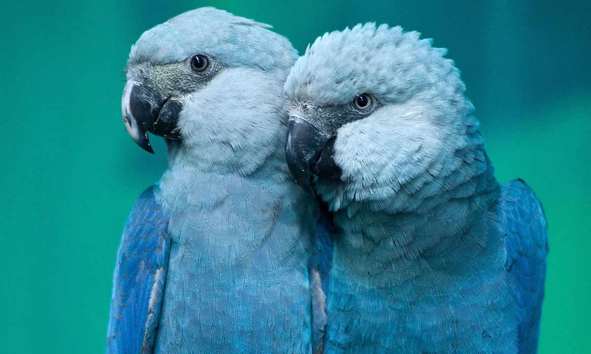 El ara de Spix (el ave azul de la película Río), la especie de guacamayo que fue dos veces extincta