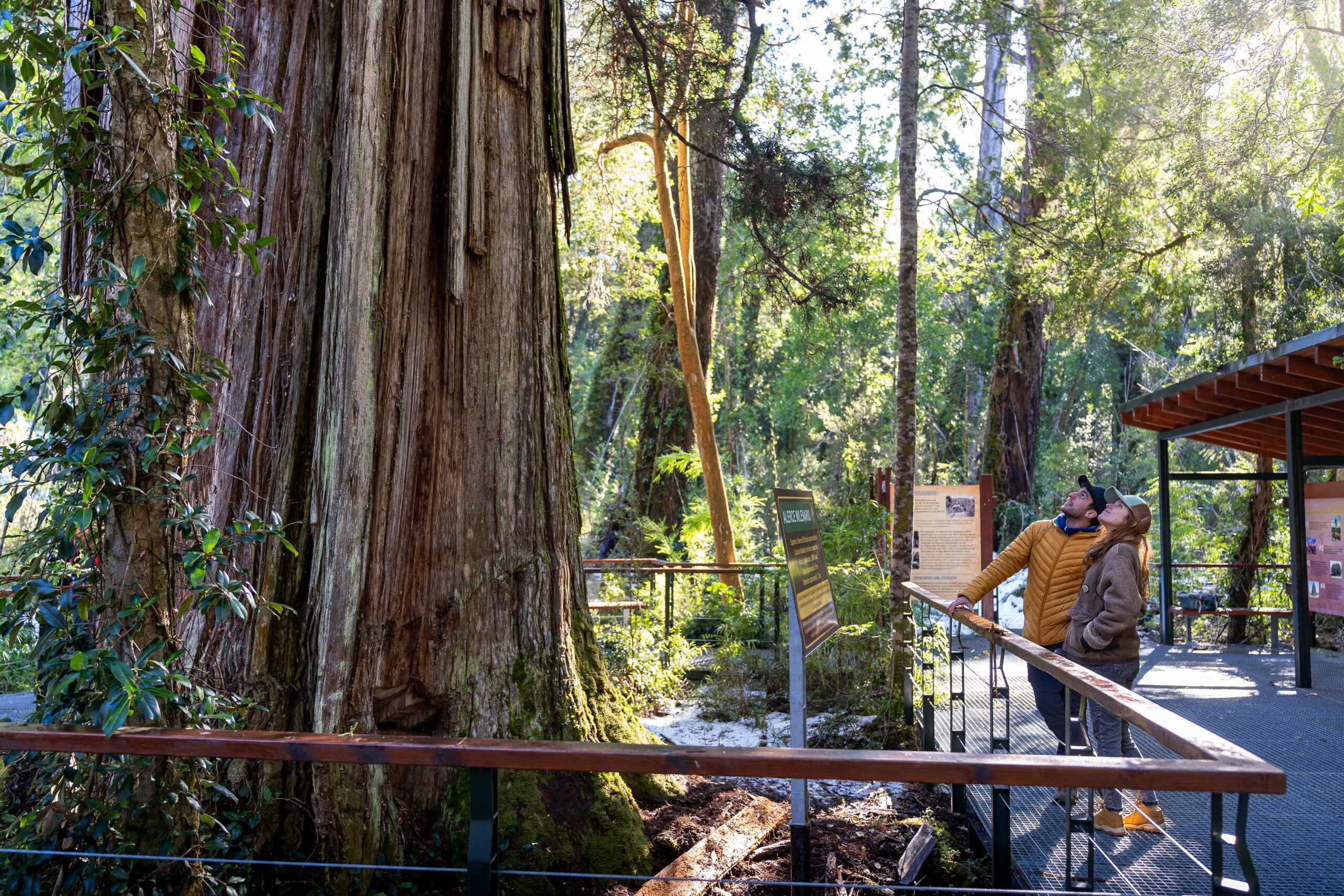 Dónde está y cuál es el árbol más antigua de la Argentina