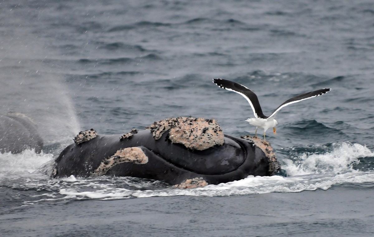 Puerto Madryn: la basura, las gaviotas y el riesgo para la temporada de ballenas 2026