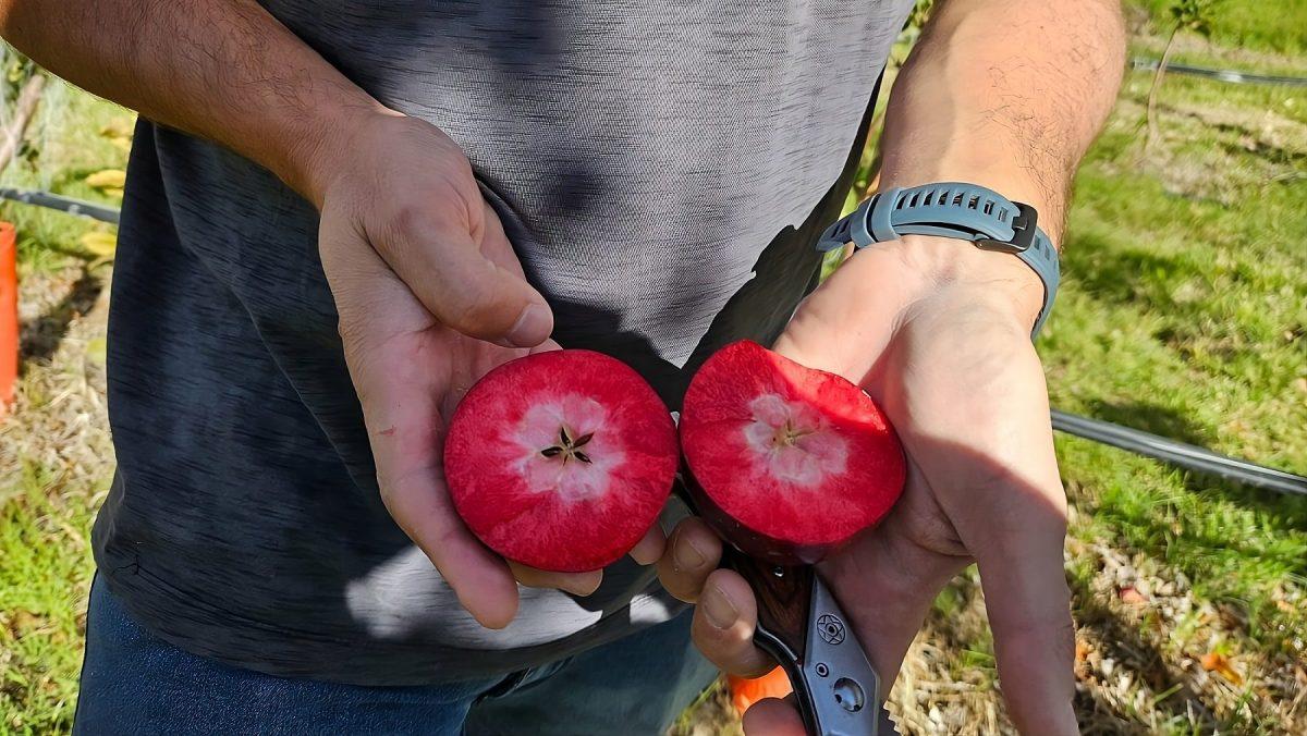 Kissabel, la nueva variedad de manzana con pulpa roja creada en la Argentina