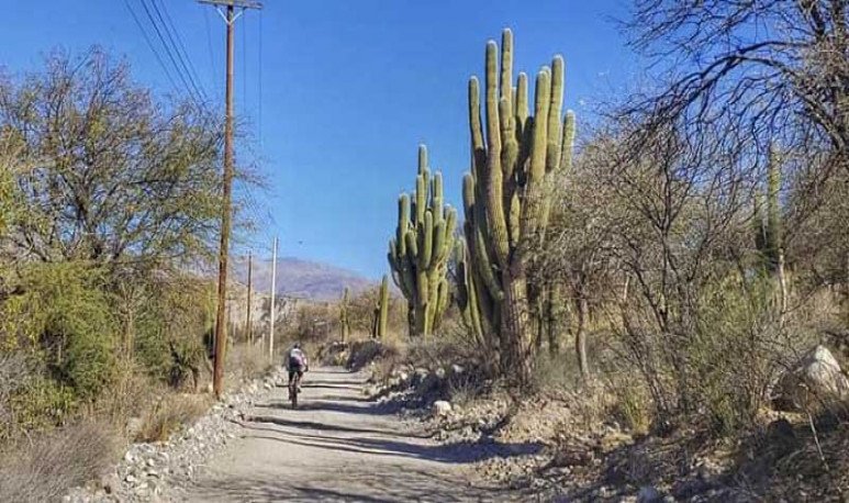 Salvemos al Cardón Abuelo de Catamarca, el cactus más alto de Sudamérica