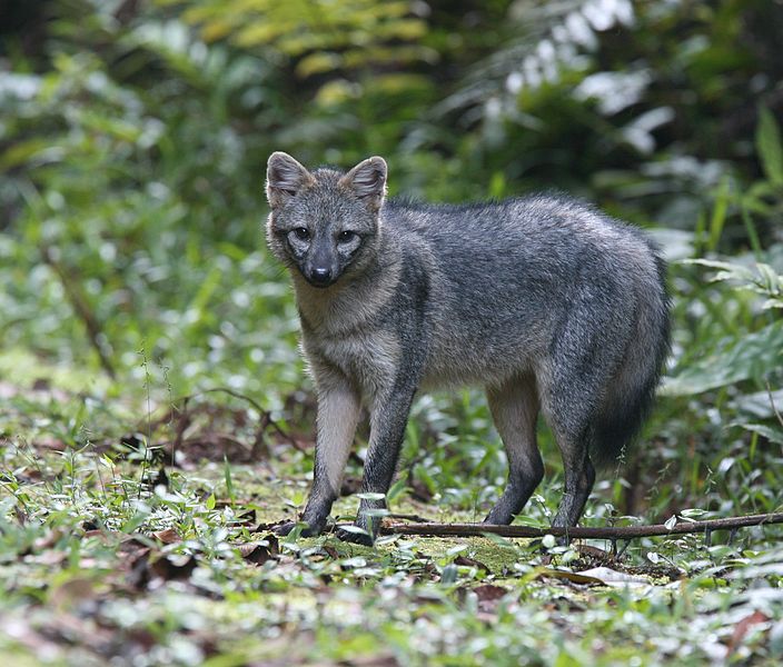 El perro de orejas cortas, el “fantasma” de la Amazonía que casi nadie logra ver