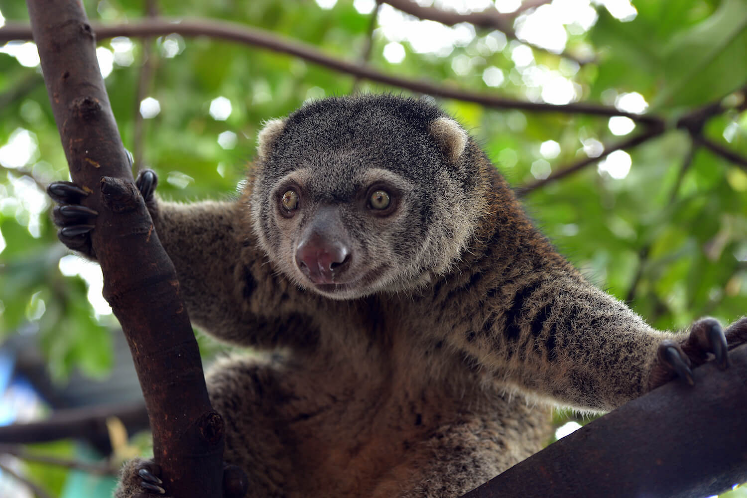 El cuscús u oso de Sulawesi: el marsupial que parece un pequeño oso pero no lo es y vive en una de las últimas junglas del planeta