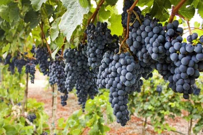 Concordia, cuna del Tannat en América: vinos, termas y gastronomía para una escapada de invierno