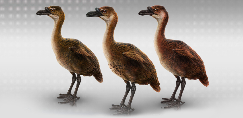 Solitario de Rodrigues: la historia desconocida del primo desaparecido del dodo