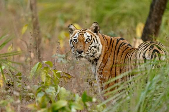 En Nepal el regreso de los rinocerontes y los tigres reabre el desafío de convivir con la fauna salvaje