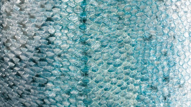 ¿Por qué los peces no tienen pelo?