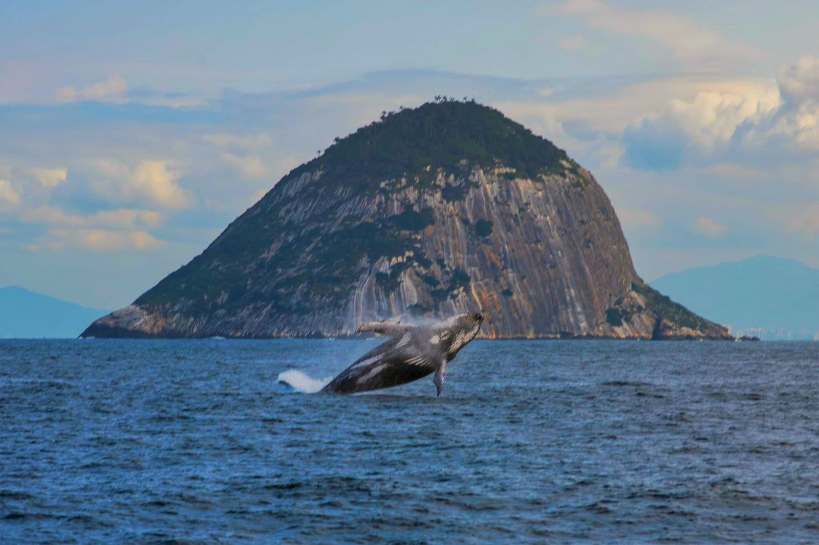 Empezó la temporada de ballenas en Río de Janeiro: dónde ver este espectáculo natural frente a la costa carioca