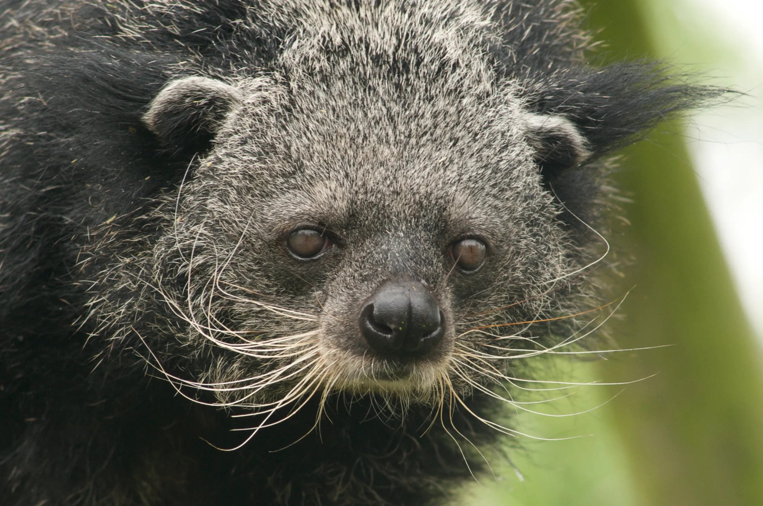 Ni un oso, ni un gato. Así es el oso-gato, también conocido como binturong, que huele a pochoclo