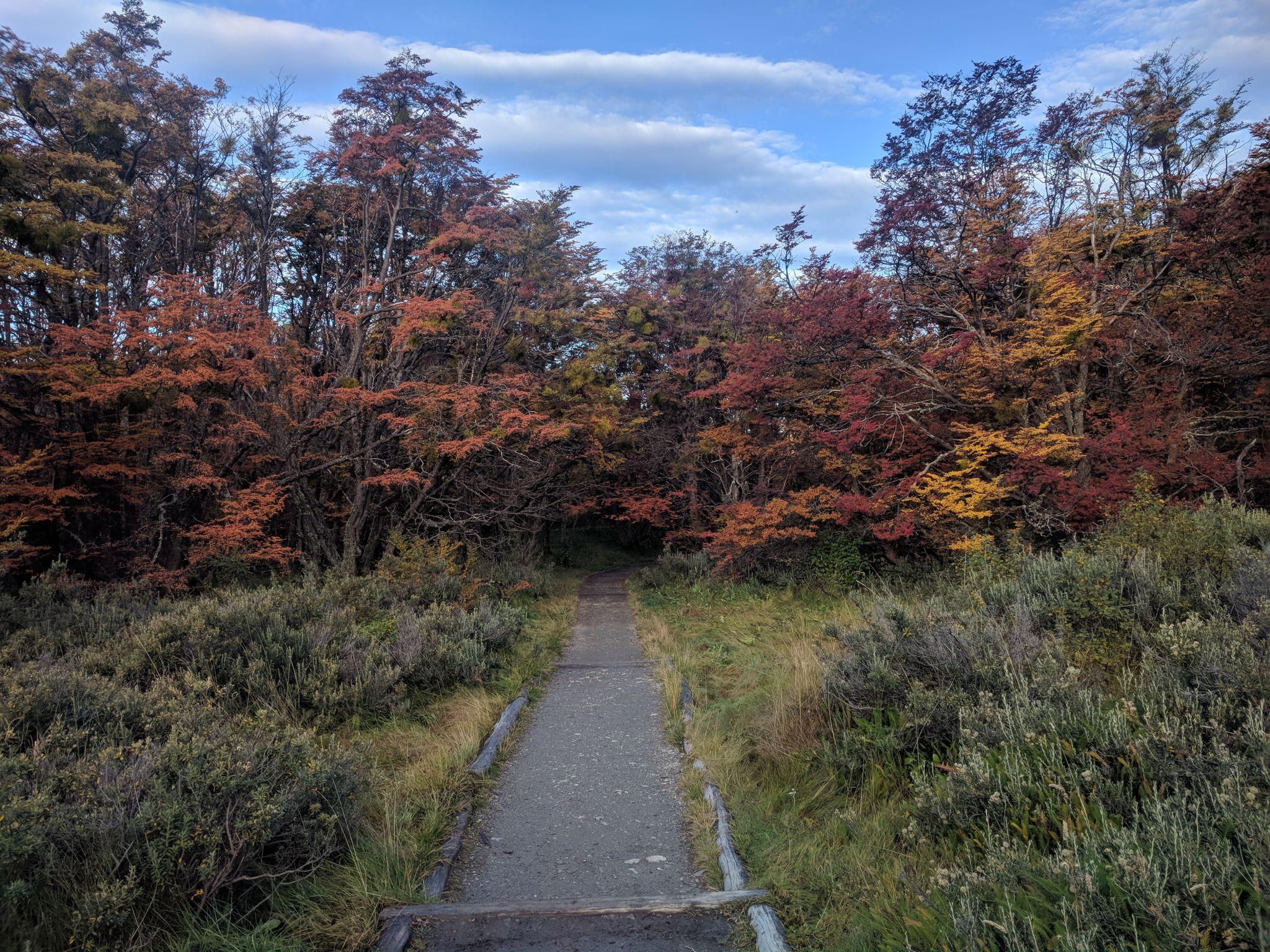 El bosque rojo del fin del mundo: los arrayanes secretos de Tierra del Fuego que casi nadie conoce