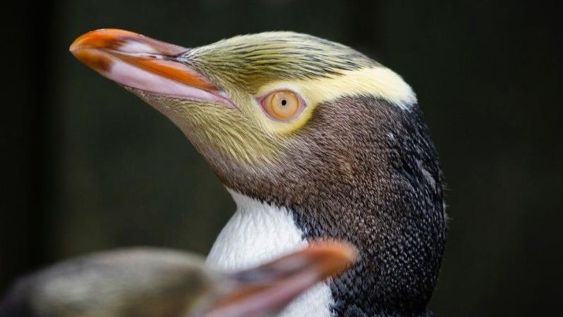 Hoiho, el pingüino más raro del mundo: el tesoro amenazado de Nueva Zelanda