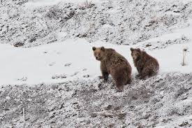Los osos del Himalaya detrás del mito del yeti
