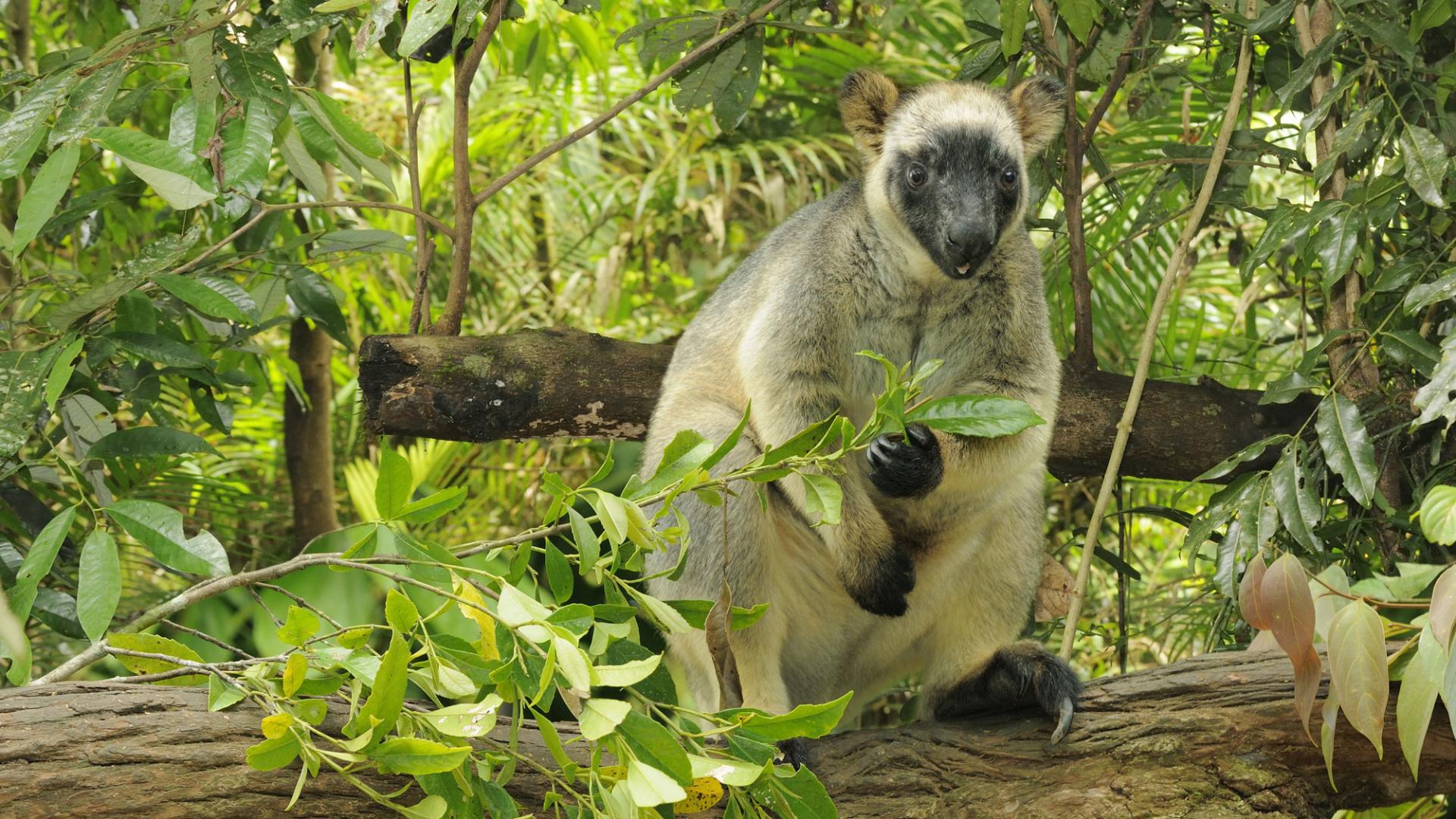 Así es el dendrolague, el canguro que eligió vivir en los árboles