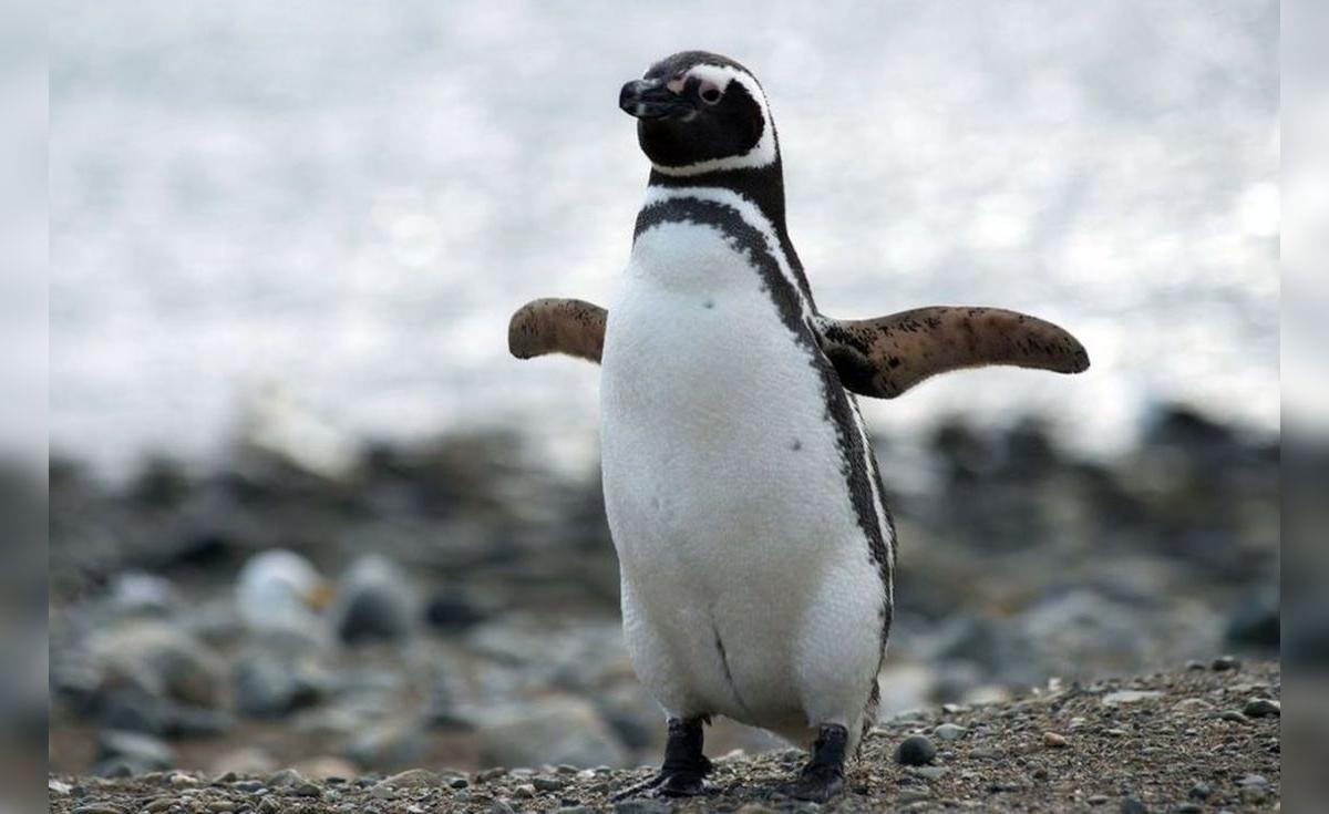 La hazaña de Messi, el pingüino que ya nadó más de 4.000 kilómetros rumbo a Brasil