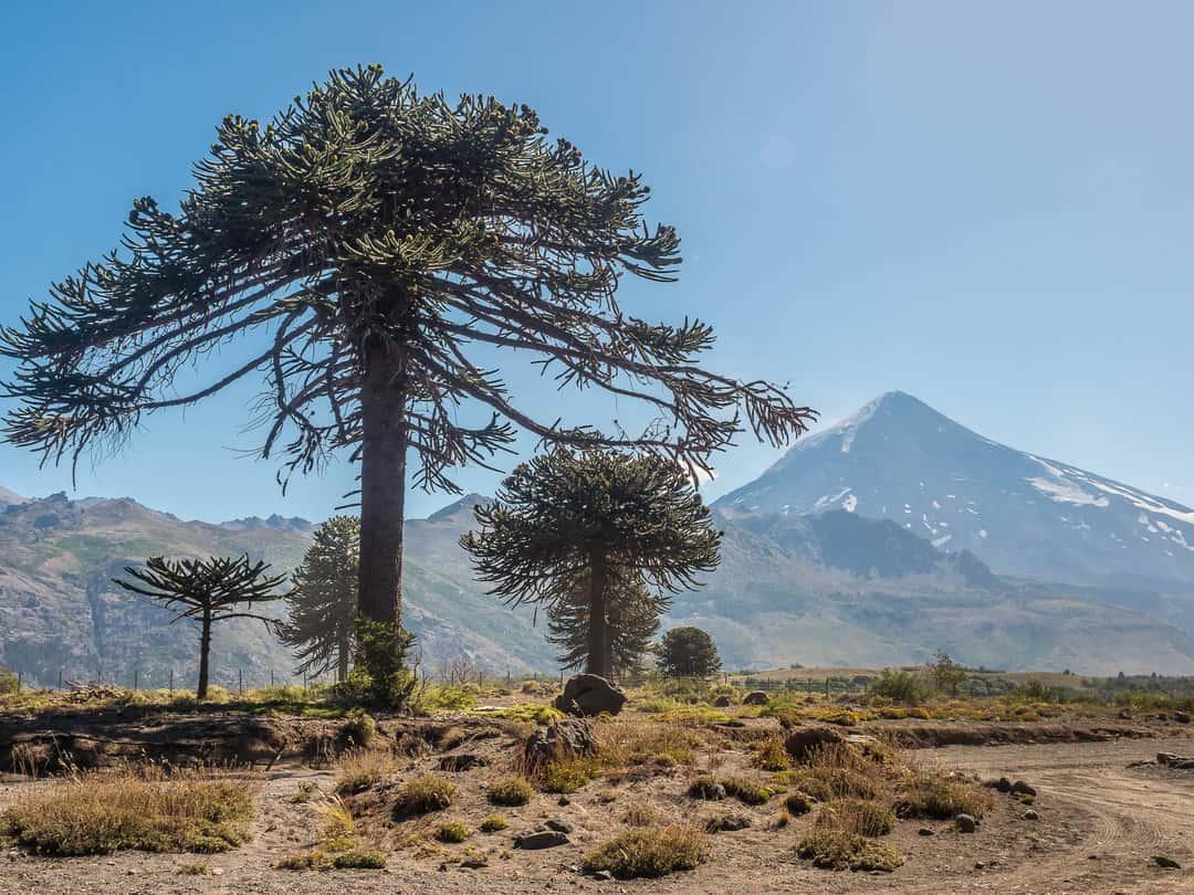 Los bosques milenarios de pehuenes: el árbol sagrado que sobrevive desde la época de los dinosaurios