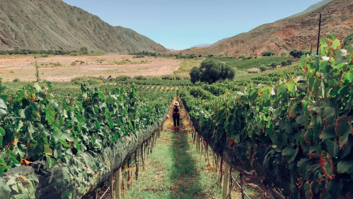 Ruta del Vino de Jujuy: guía para vivir el enoturismo de altura en el extremo norte argentino