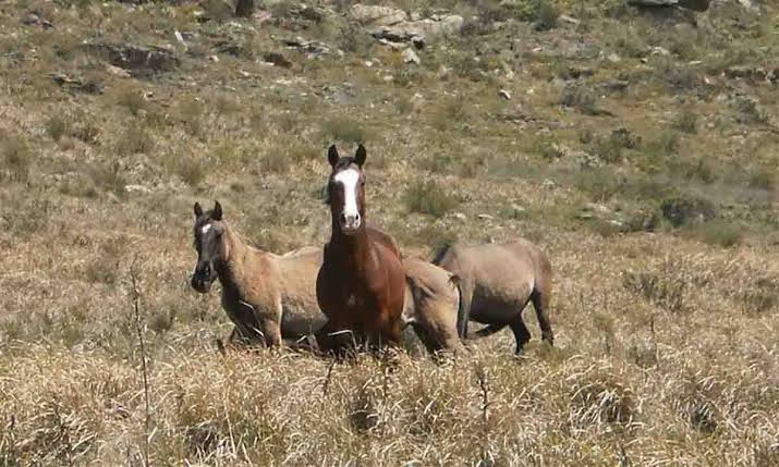 Los caballos salvajes de Sierra de la Ventana: una manada histórica entre el patrimonio criollo y el debate ambiental