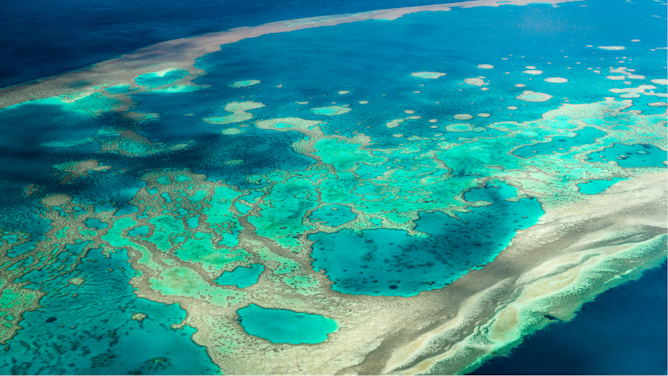 Los arrecifes de coral parecen distintos alrededor del mundo pero siguen las mismas reglas matemáticas