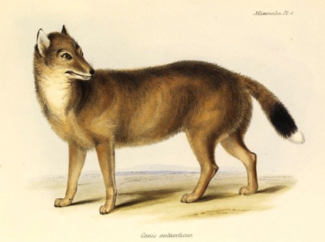 Cómo era el lobo de las Malvinas. La historia trágica del único mamífero terrestre nativo del archipiélago
