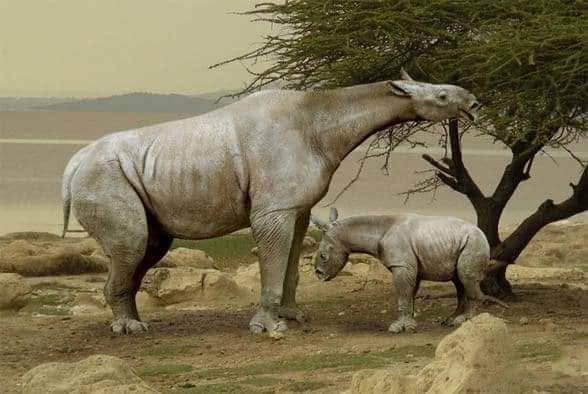 Fue el mamífero más gigantesco que vivió en nuestra Tierra y pesó más de 15 toneladas