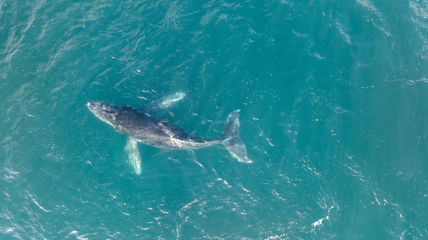 De Chubut a Brasil: la sorprendente ruta migratoria de las ballenas jorobadas
