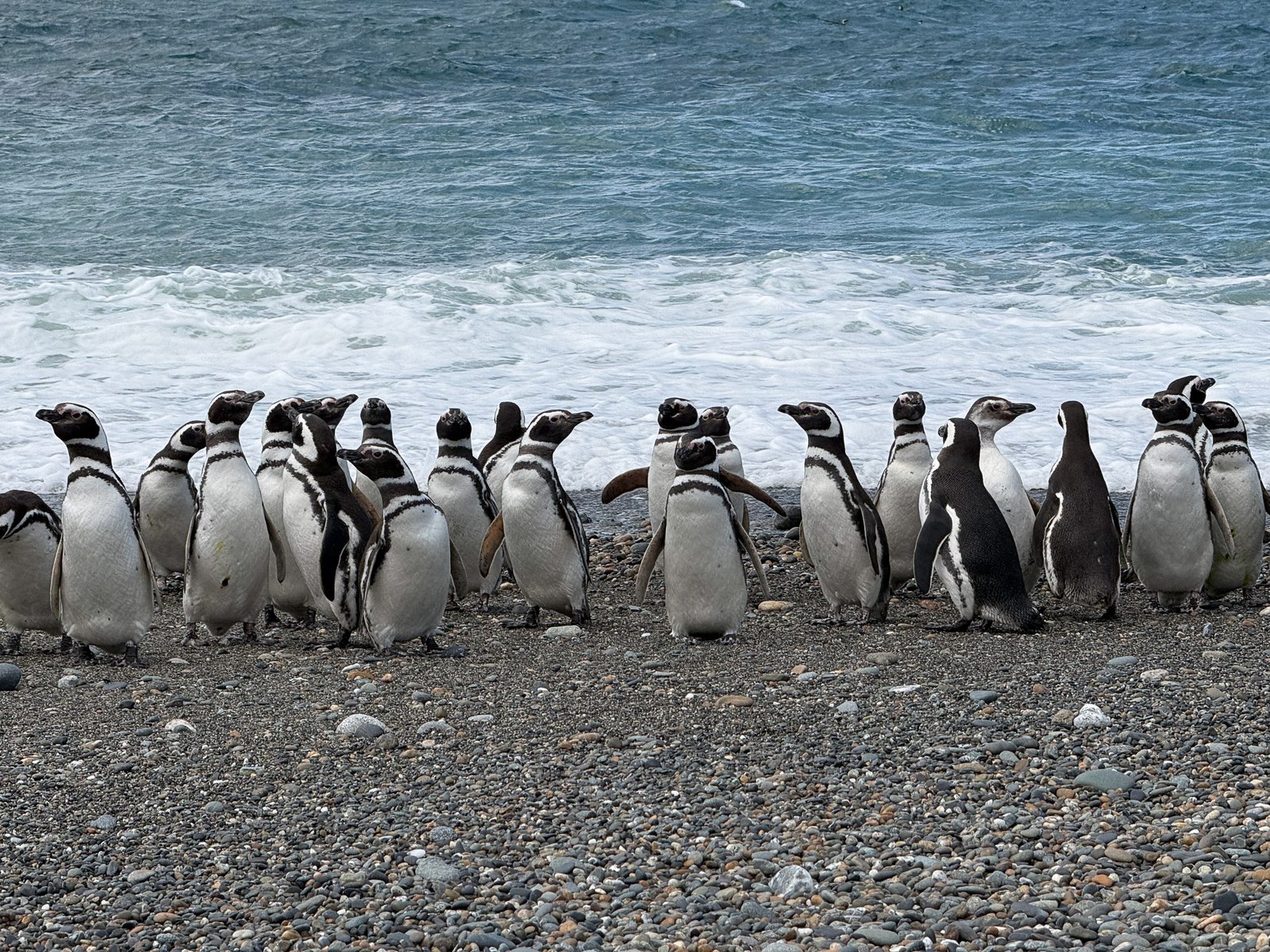 El mapa que revela hasta dónde viajan los pingüinos de Magallanes desde Cabo Vírgenes