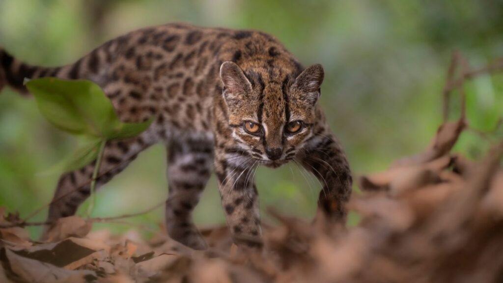 Cómo est la nueva especie de felino identificada en Bolivia, la primera especie de gato nueva para la ciencia en más de un siglo