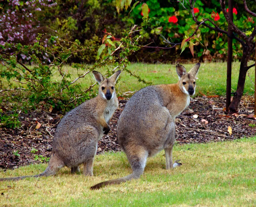 ¡Hay canguros en Irlanda! Una colonia de wallabies prospera sobre una isla frente a Dublín