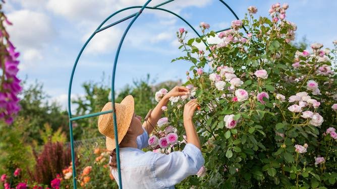 ¿Siempre han olido bien las rosas? La bella historia de la flor más popular del mundo