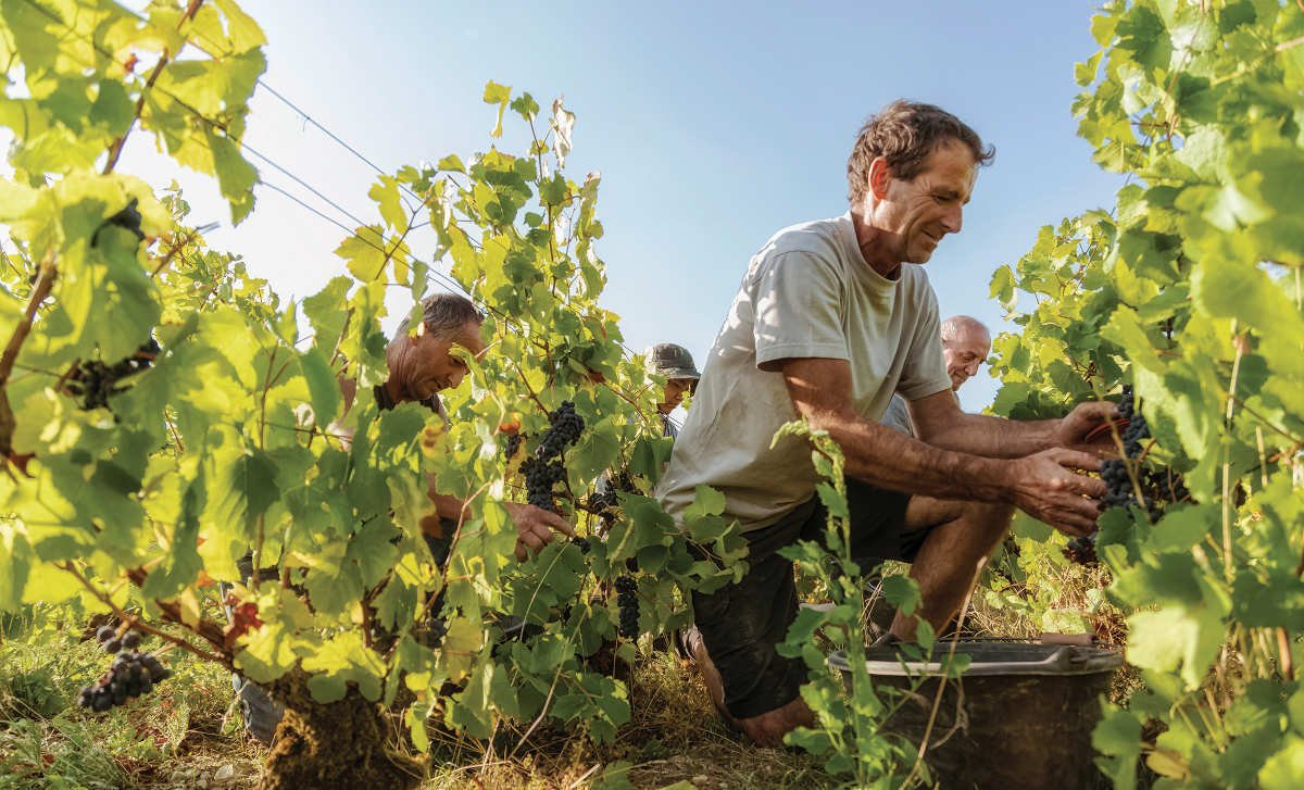 Champagne Chassenay d’Arce, una bodega de viticultores de primer nivel