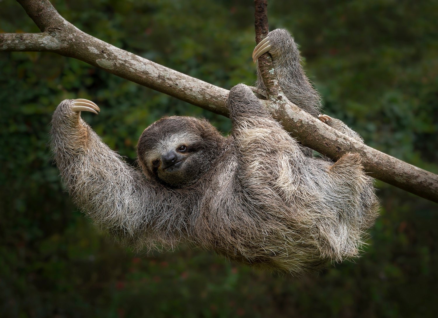 Costa Rica hizo del perezoso una estrella mundial del turismo: ¿cómo ayuda su popularidad a protegerlo?