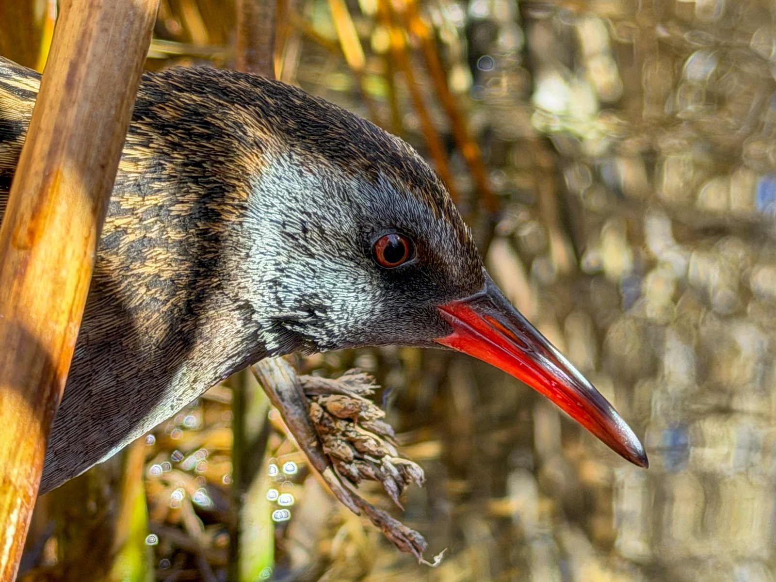 Gallineta austral: el ave patagónica que se escucha antes de ser vista