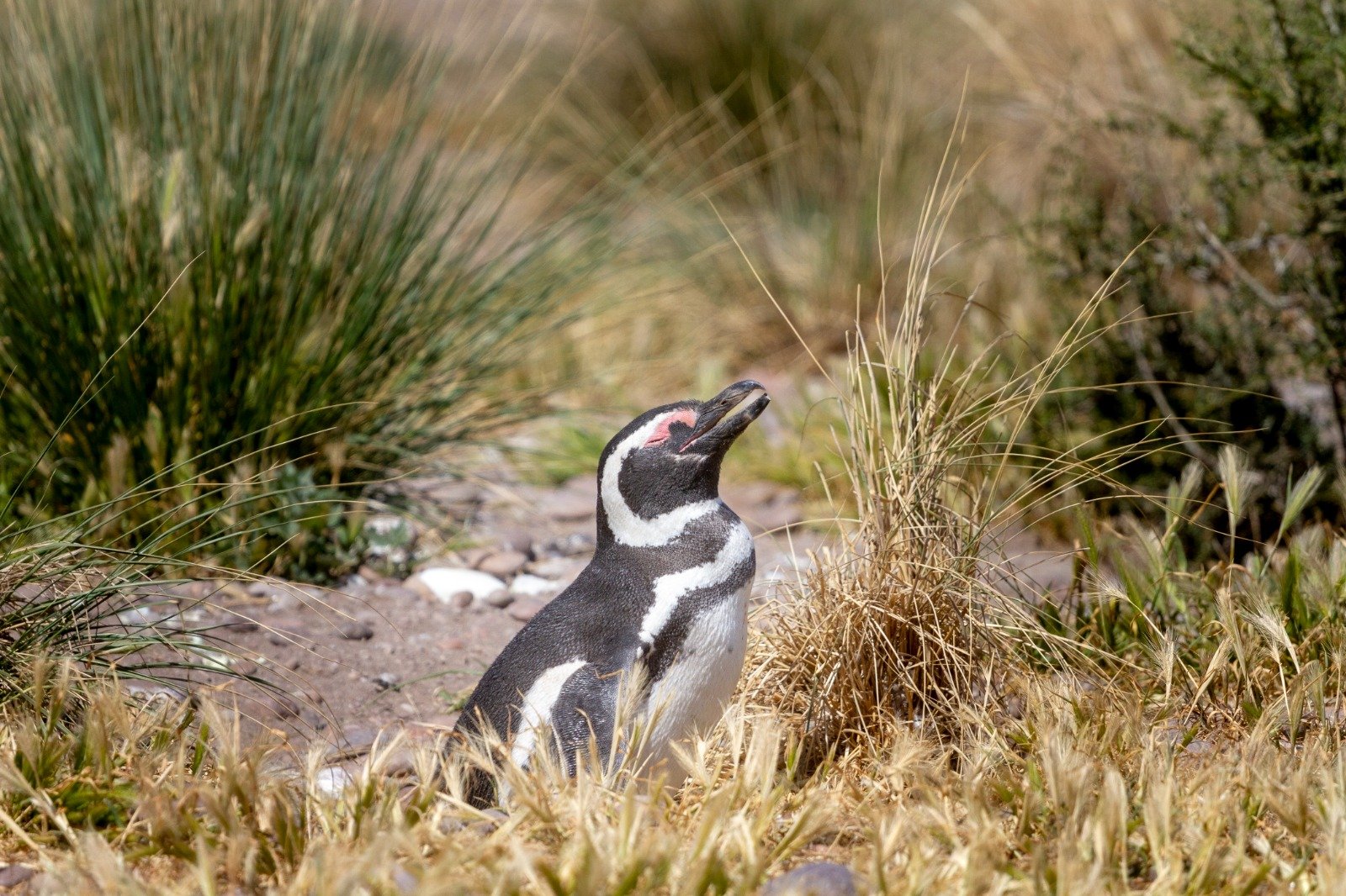 Cabo Dos Bahías: uno de los santuarios naturales más asombrosos del mundo para avistar fauna terrestre y marina
