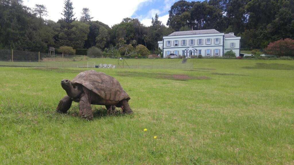 Jonathan, la tortuga de 194 años que conoció a Darwin, convirtió a la isla de Santa Elena en un destino para viajar en el tiempo