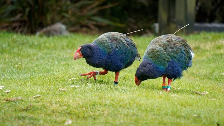 Takahē: el ave que Nueva Zelanda creyó extinta durante medio siglo y volvió a caminar en libertad